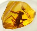 Jersimantis luzzii Praying Mantis in Amber