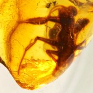 Jersimantis luzzii Preying Mantis in Cretaceous Fossil Amber