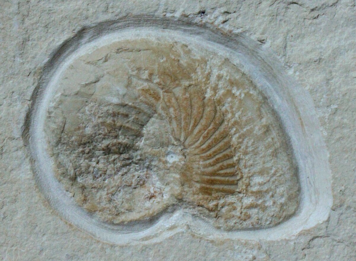Cretaceous Nautilus Fossil