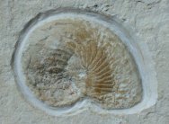 Syrionautilus libanoticus Nautiloid Fossil