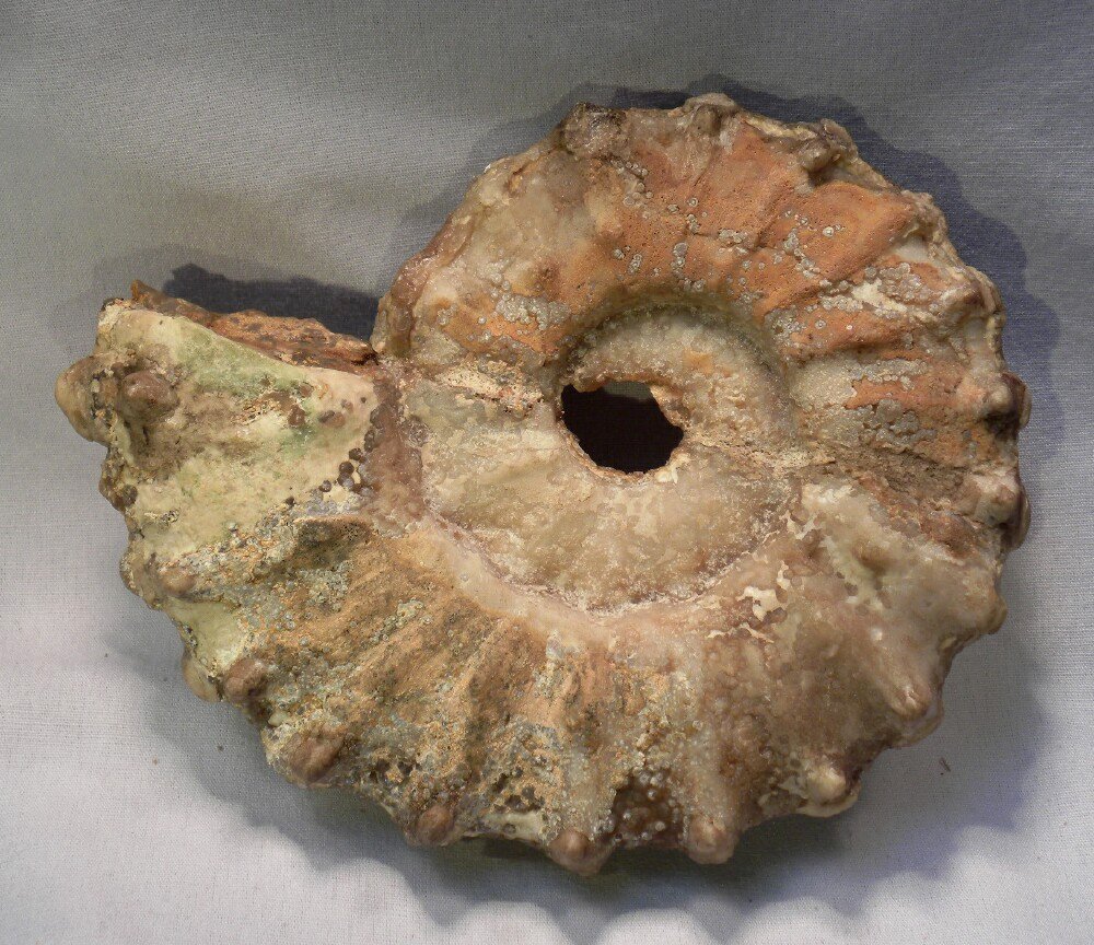Mammilites Ammonite
