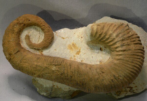 Heteromorph Ammonite