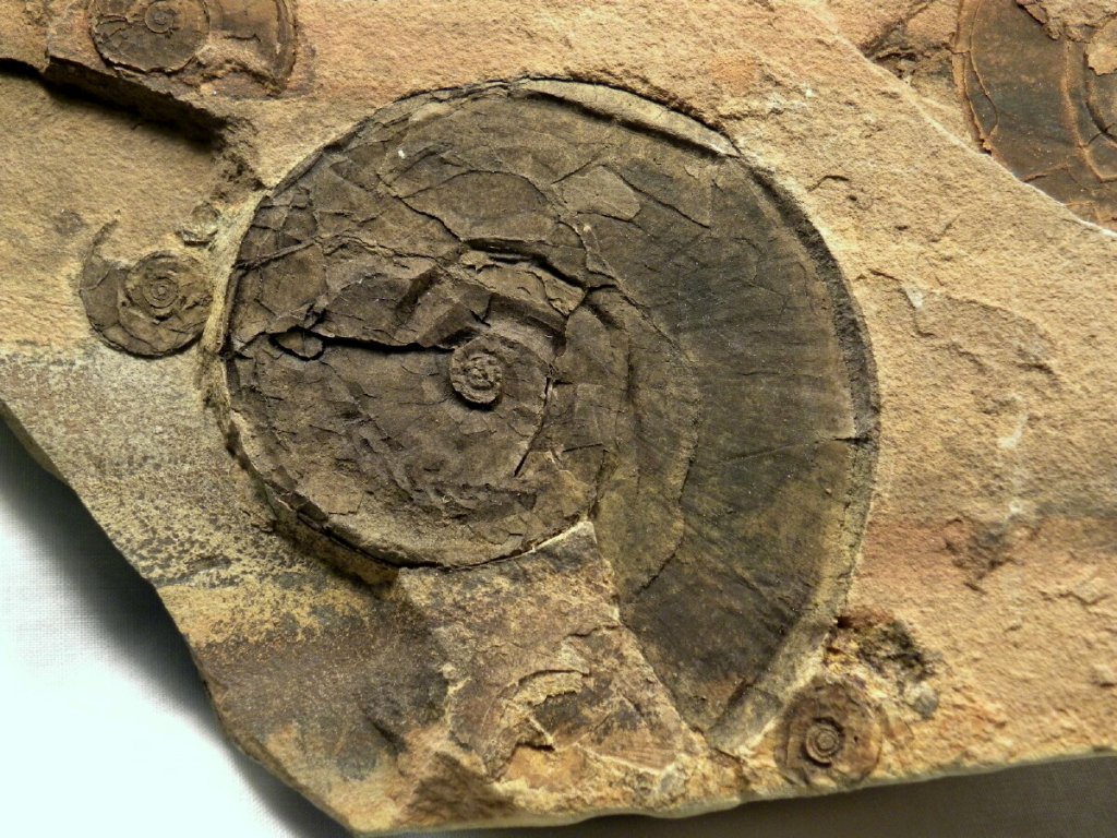 Paraceltites Ammonites