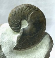 Goniatite Ammonoid