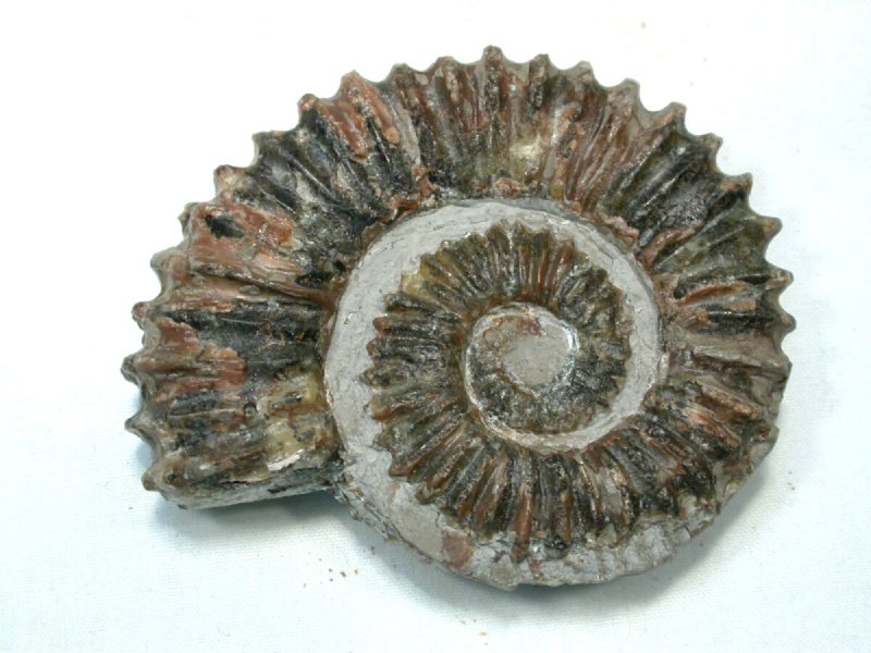 Heteromorph Ammonites Ammonite