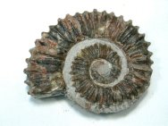 Aegocrioceras Heteromorph Ammonite