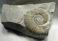 Crioceras Heteromorph Ammonite Fossil