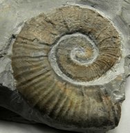 Crioceras Ammonite