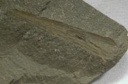 Mississippian Bear Gulch Orthocone Nautiloid Fossil