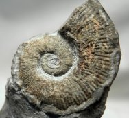 Heteromorph Ammonite 