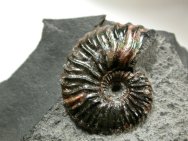Deschayesites Ammonite