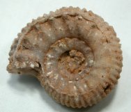 Teloceras Ammonite