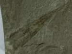 Reticycloceras Orthocone Nautiloid Fossil