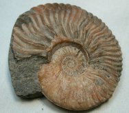 Ludwigia murchisonae