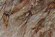 Eocrinoid Fossil Death Assemblage