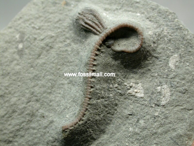 Camptocrinus
