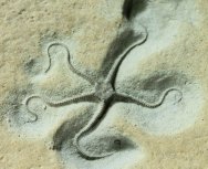 Palaeocoma egertoni Jurassic Brittlestar Fossil 