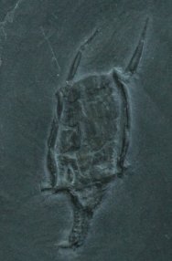 Rhenocystis Carpoid Fossil
