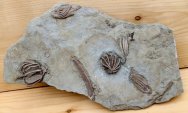 Crawfordsville Crinoid Fossils 