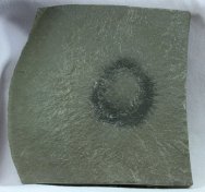 Lepidasterella montanensis