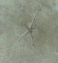 Fossil Brittlestar Geocoma