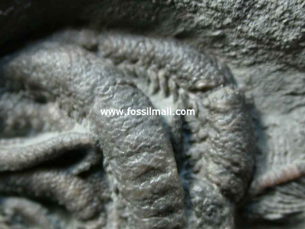 Onychaster flexilis