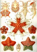 Asteroidea