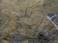 Acinocricus stichus Lobopod Fossil
