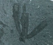 Vauxia gracilenta Sponge Fossil