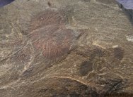 Burgess Shale Sponge Fossils