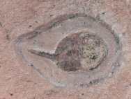 Juvenile Beckwithia Cambrian Aglaspid Fossil