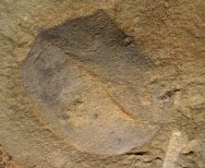 Tuzoia Decorated Phyllocarid Fossil