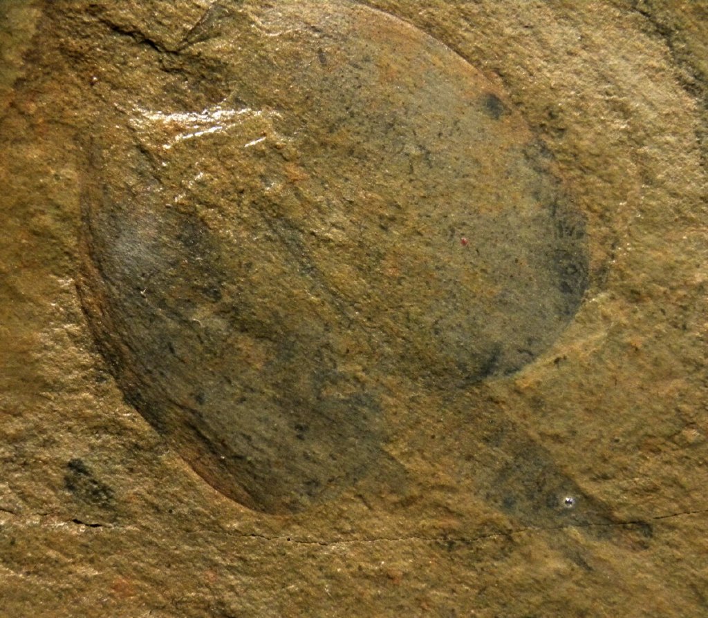Canadsaspis perfecta Phyllocarid Fossils