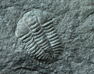 Burgess Shale Oryctocephalus burgessensis Trilobite