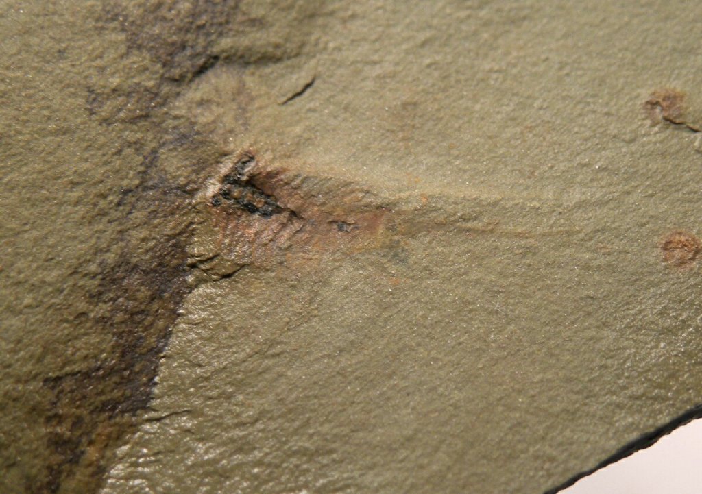 Emeraldella Fossil