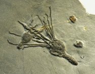Ctenocystoid and Gogia Echinoderm Fossils
