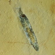 Cambrian Explosion Putative Phoronid Fossil