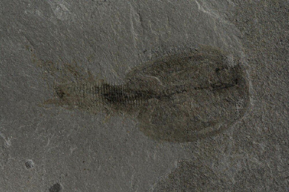 Cambrian Explosion Branchiocaris Phyllocarid Museum Fossil 