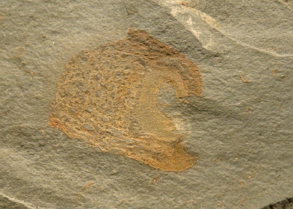 Cambrian Explosion Fossil Sponge Crumillospongia