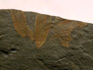 Diagonella Cambrian Explosion Sponge Fossils