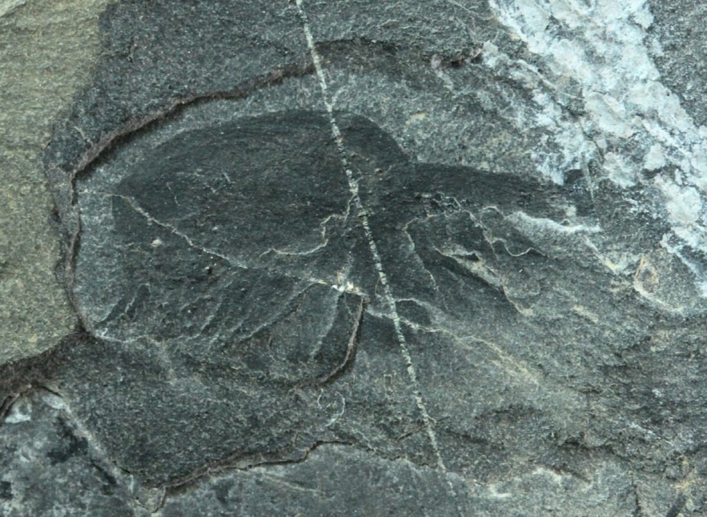 the burgess shale book
