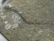 Annelid Worm Fossil