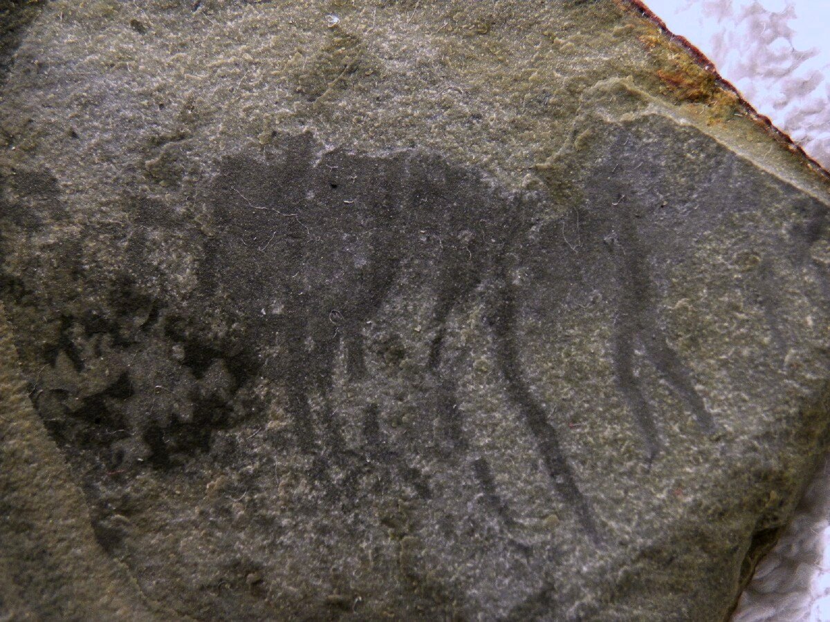 Comb Jelly Fossil