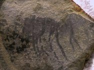 Rare Comb Jelly Fossil