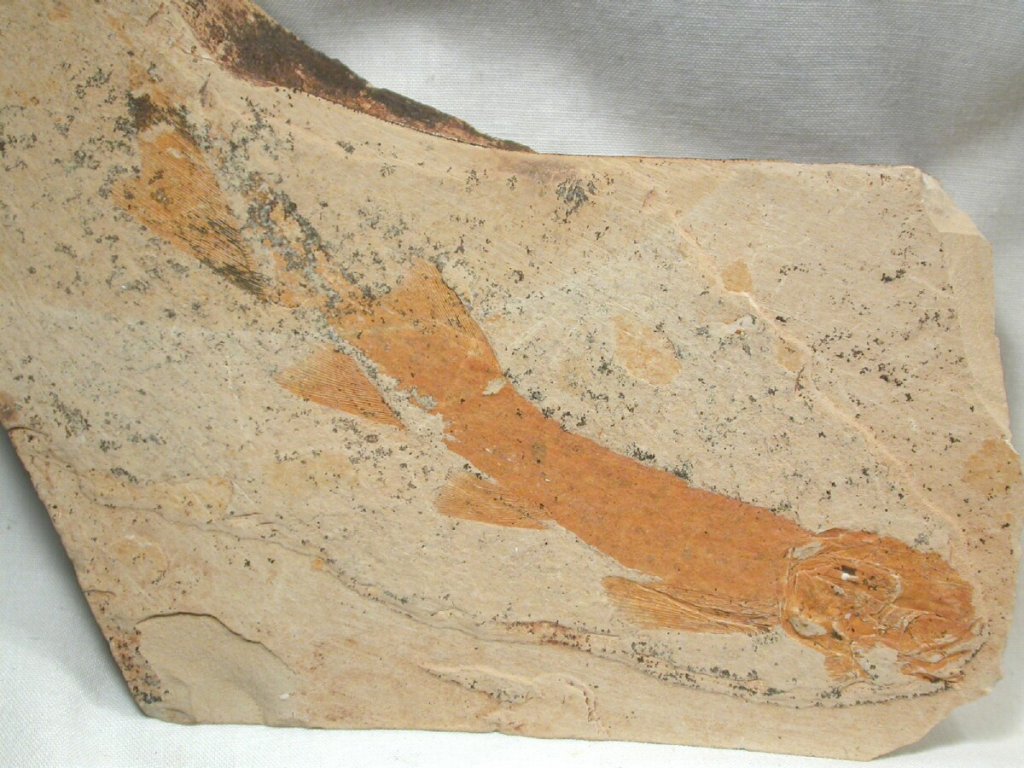 Yixian Fossil Fish