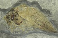 Allenypterus Coelacanth Paleozoic Fish Fossil