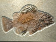 Fossil Fish Priscacara serrata