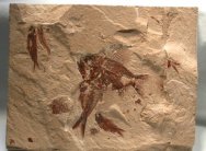 Pseudoberyx syriacus Fossil Fish