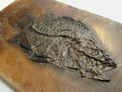 Messel Fish Amphiperca multiformis