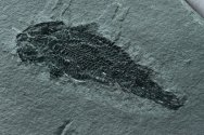 Osteolepis macrolepidotus Fish Fossil Counterpart